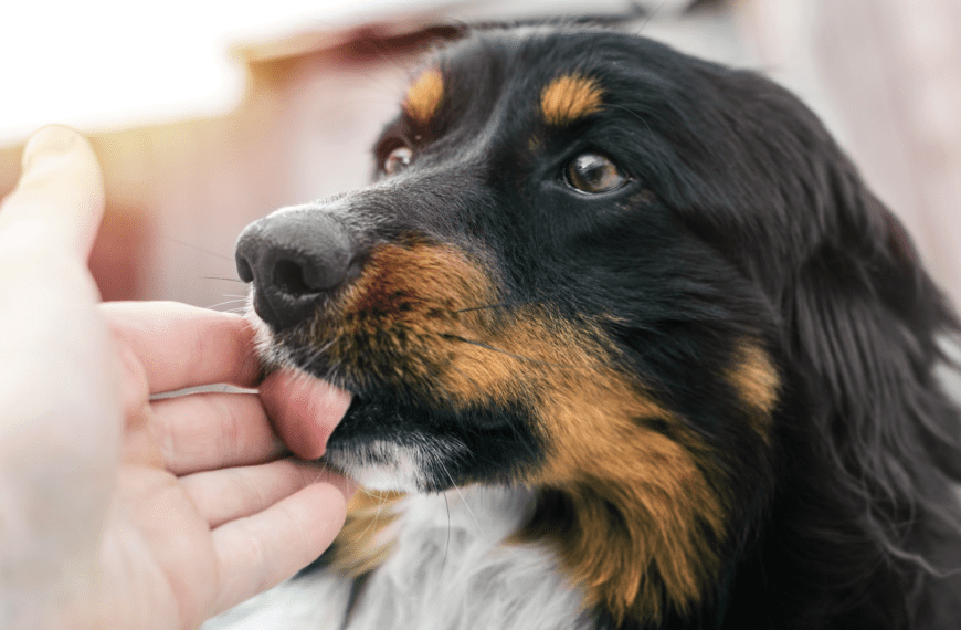 Lo que tu mascota no te dice, pero su cuerpo sí